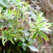 Faujasia salicifolia Chasse vieillesse As teraceae Endémique La Réunion 1216.jpeg